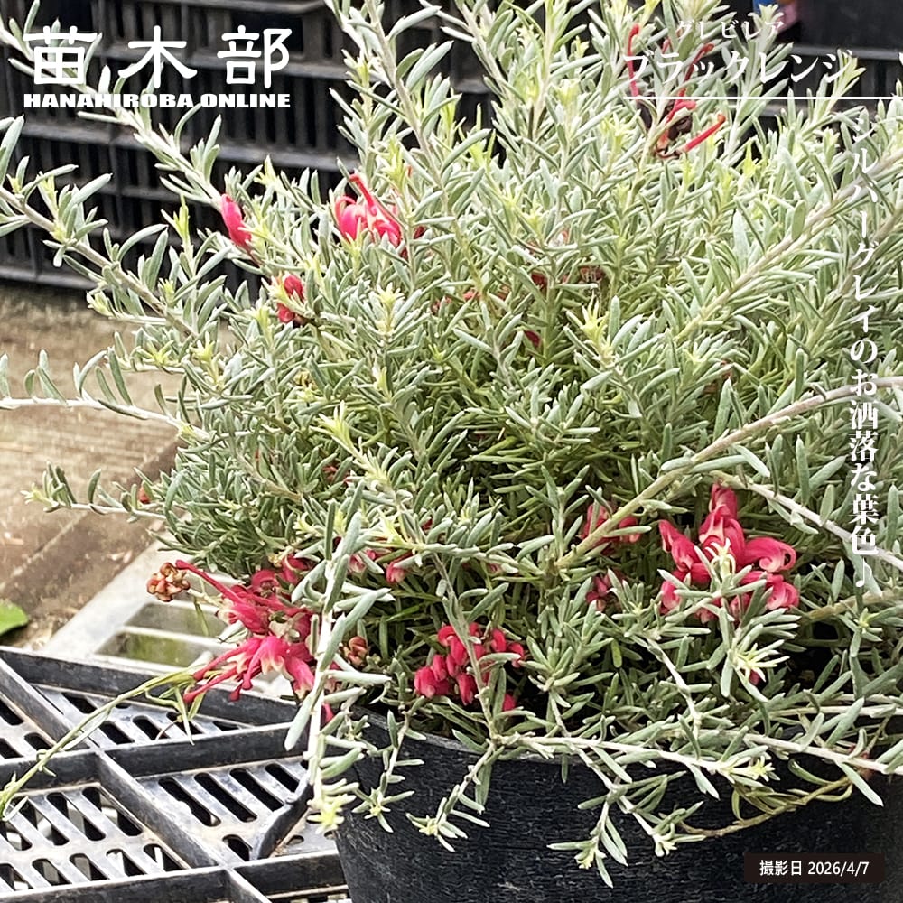 12495544_grevillea031-01b.jpg