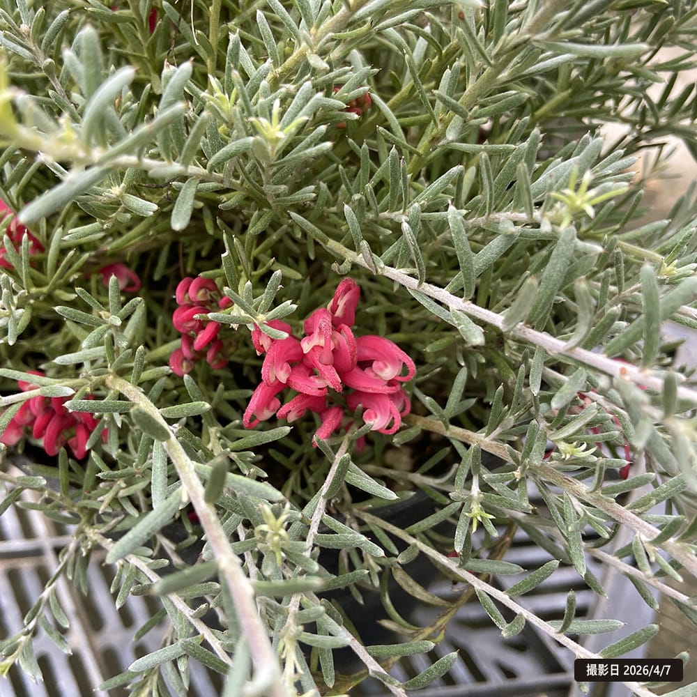 グレビレア ブラックレンジ 5号鉢植え 爆買いweek : 苗木部 花ひろば