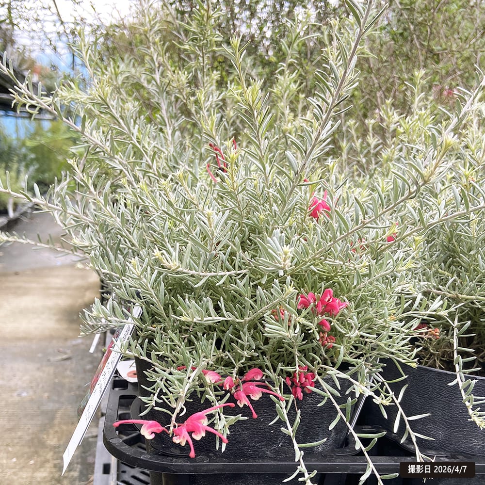 グレビレア ブラックレンジ 5号鉢植え 爆買いweek : 苗木部 花ひろば