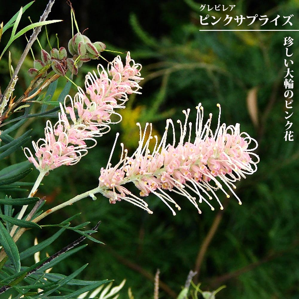 グレビレア ピンクサプライズ 5号スリット鉢植え 爆買いweek : 苗木部