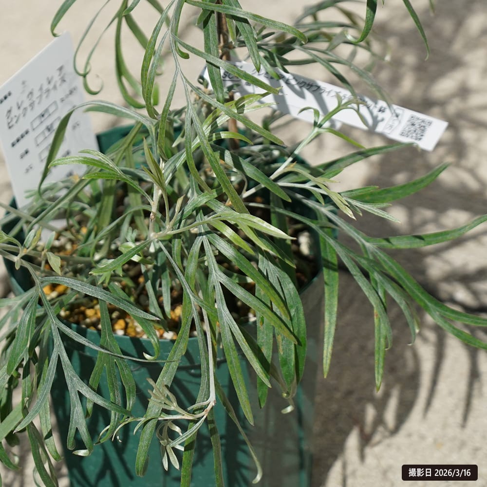 グレビレア ピンクサプライズ 5号スリット鉢植え 爆買いweek : 苗木部