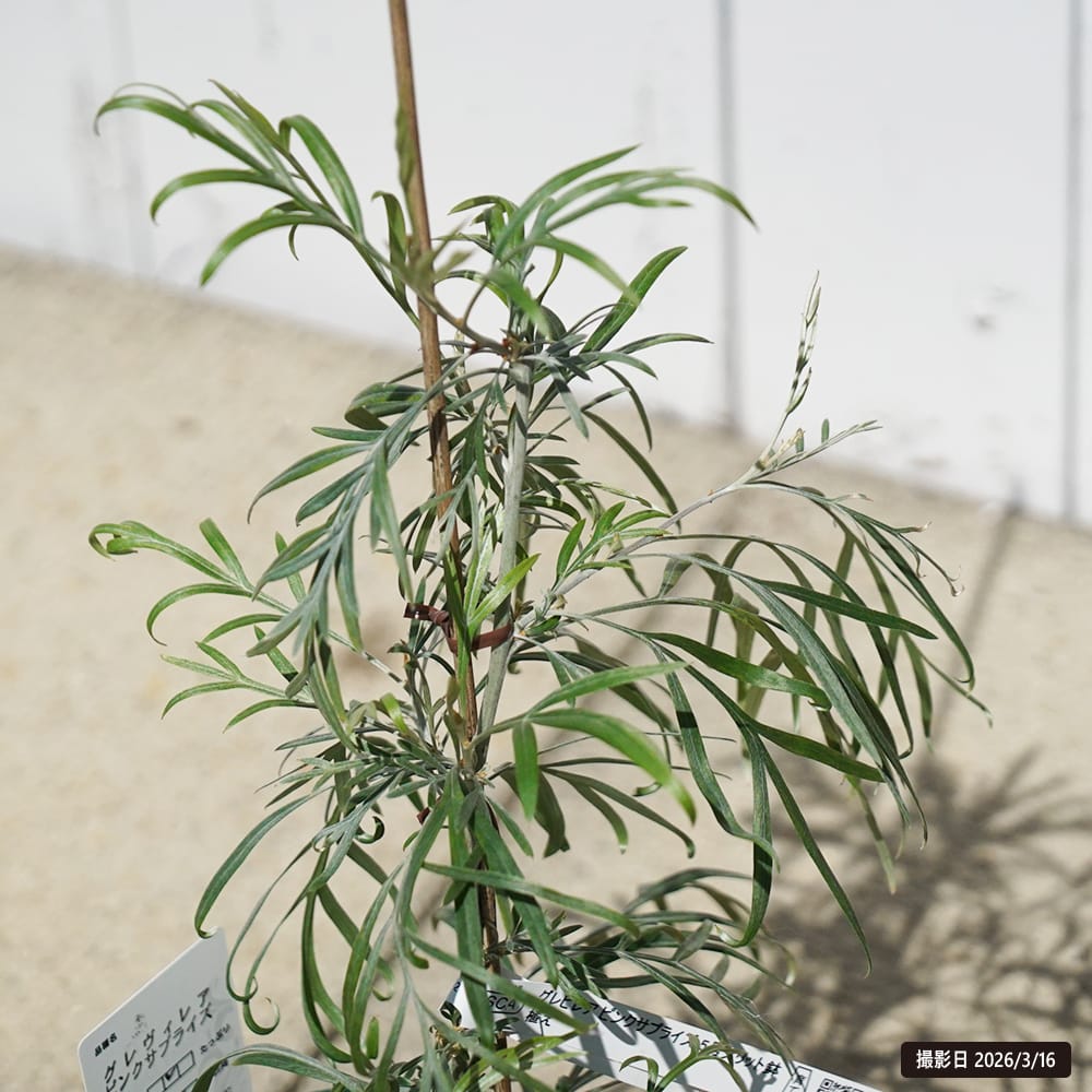 グレビレア ピンクサプライズ 5号スリット鉢植え 爆買いweek : 苗木部