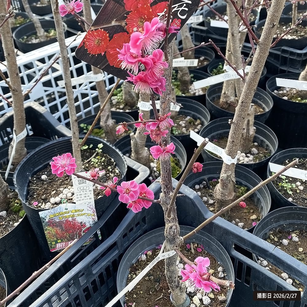 鹿児島紅梅 花梅 2年生 接木 ポット苗 観賞花木 予約販売10〜11月頃