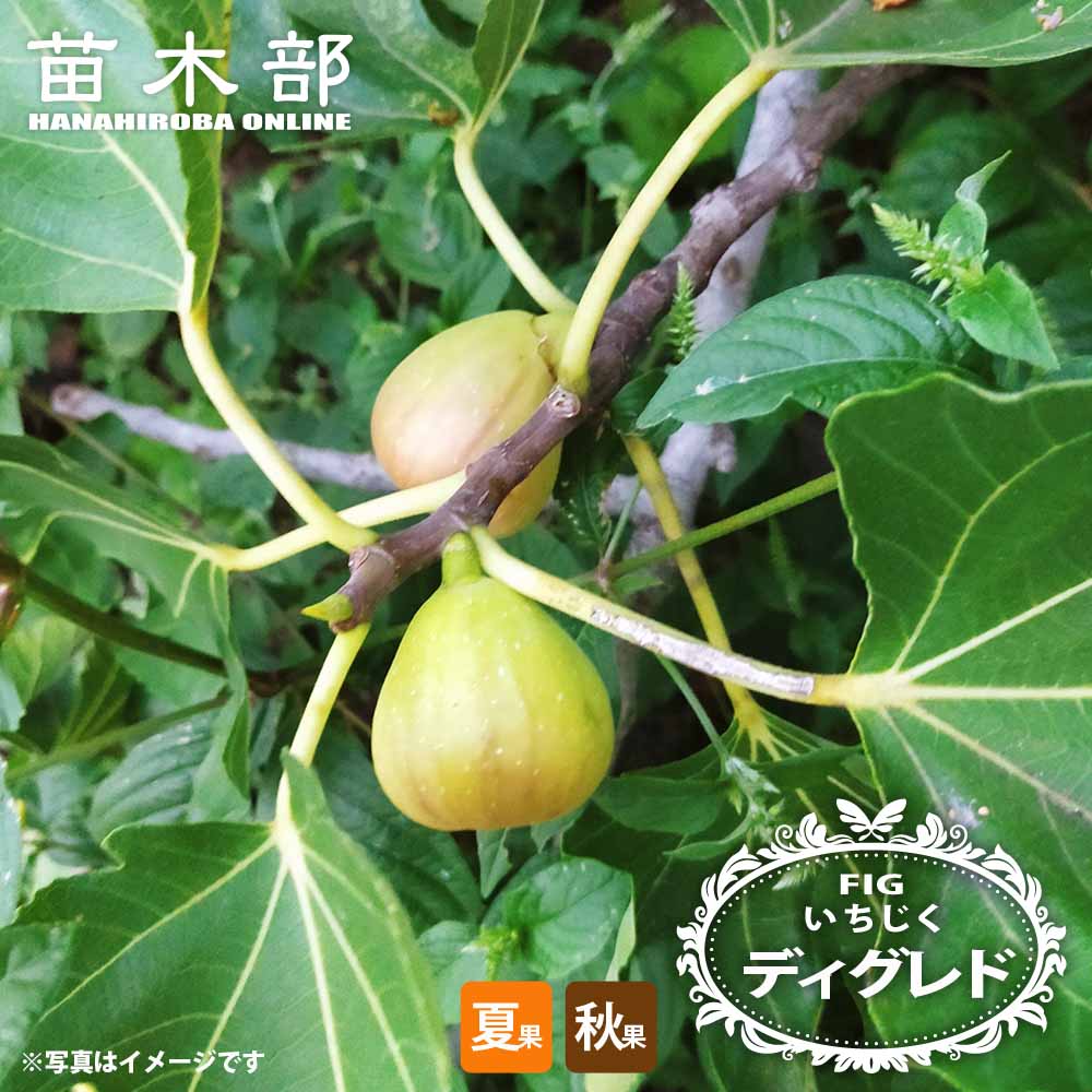 いちじく ディグレド 1年生苗 : 苗木部 花ひろばオンライン - 通販