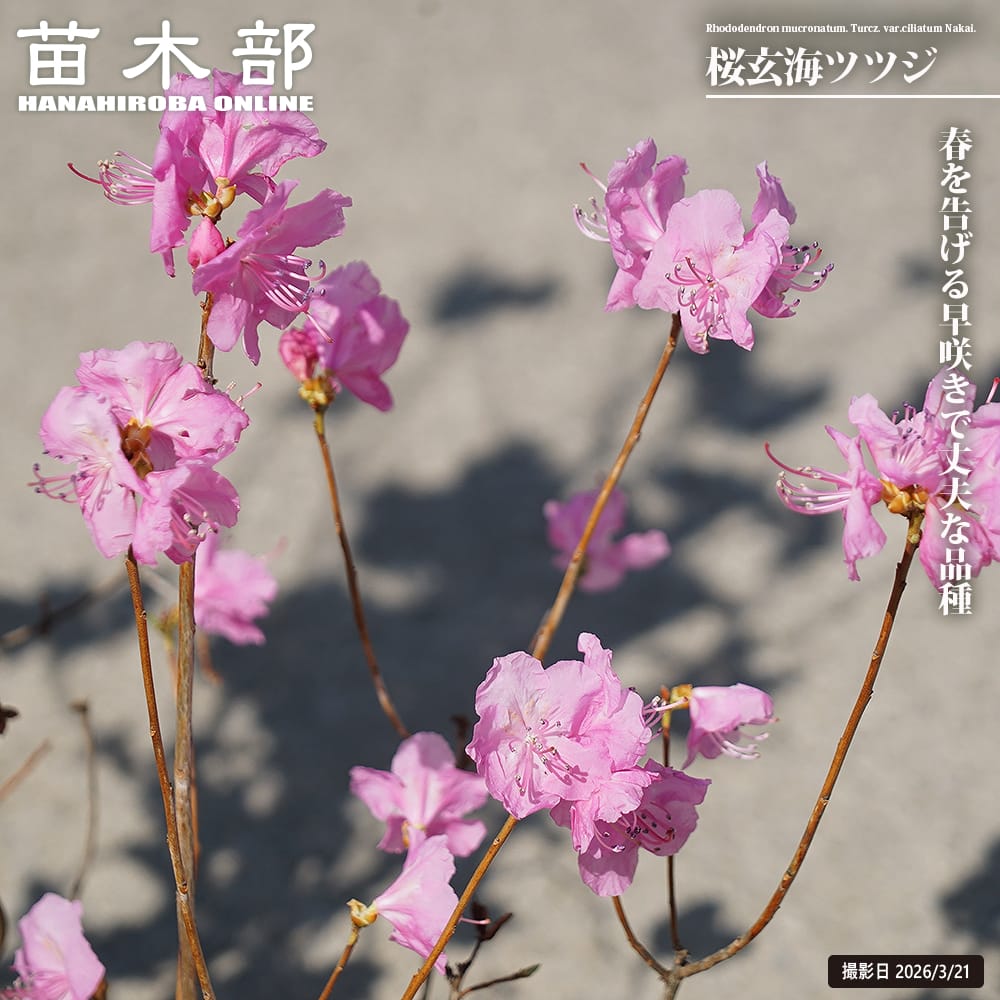 落葉ツツジ 桜玄海ツツジ（サクラゲンカイツツジ） 根巻き苗 爆買い