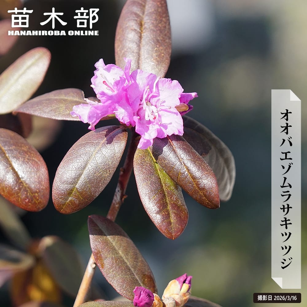 ツツジ オオバエゾムラサキツツジPGM 8号鉢植え 爆買いweek : 苗木部