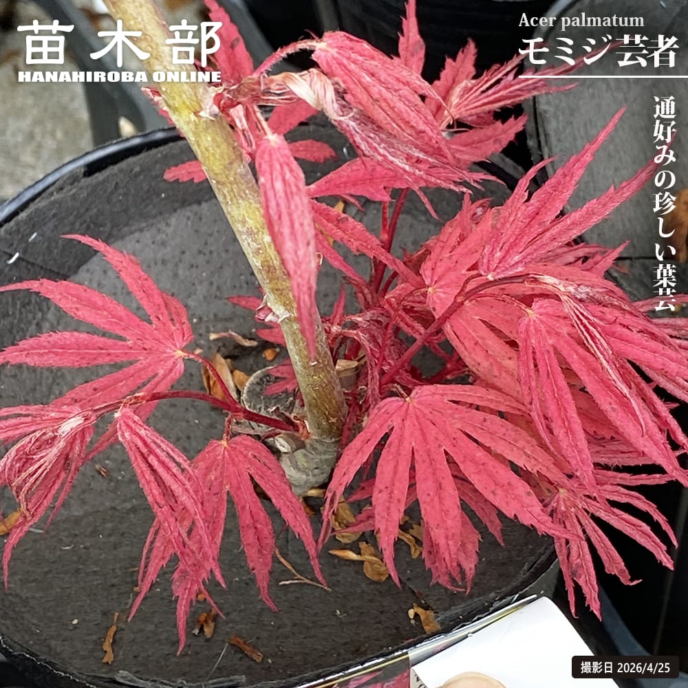 モミジ 芸者 4号ロングポット : 苗木部 花ひろばオンライン - 通販