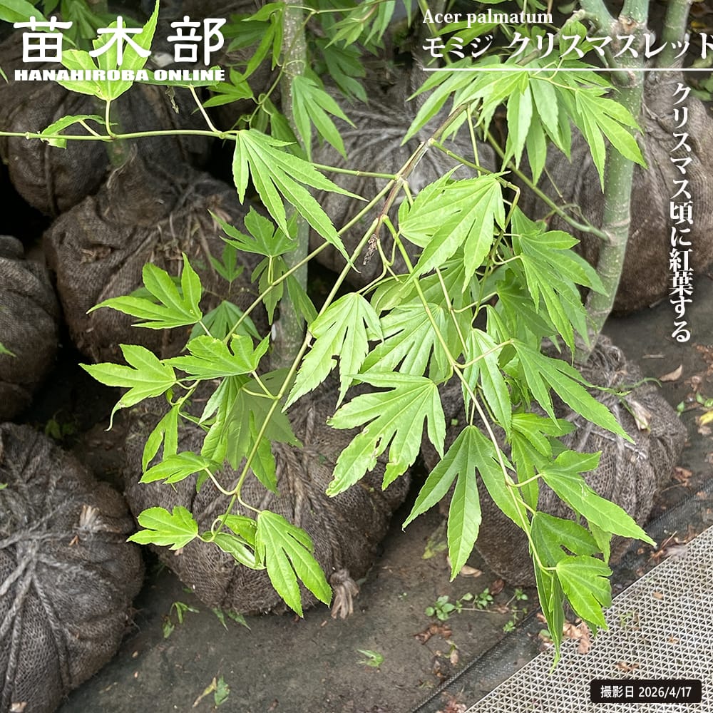 モミジ クリスマスレッド 根巻き大苗 : 苗木部 花ひろばオンライン