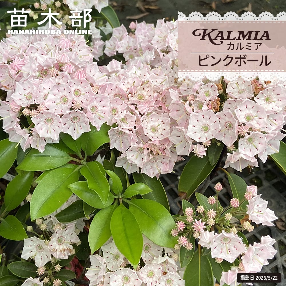 カルミア（桃） ピンクボール 6号ポット苗 : 苗木部 花ひろば
