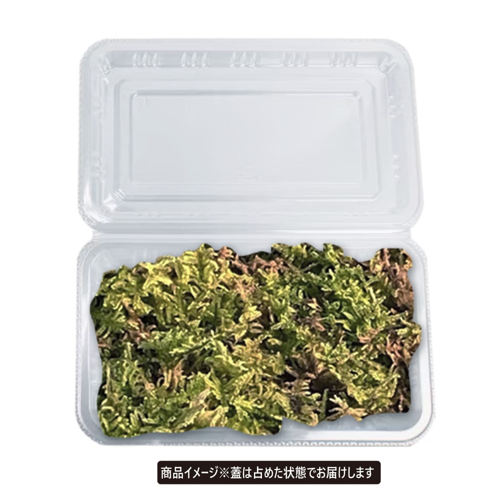 苔 ハイゴケ 1パック 爆買いweek : 苗木部 花ひろばオンライン - 通販
