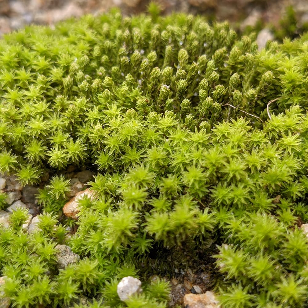 苔 スナゴケ 1パック : 苗木部 花ひろばオンライン - 通販 - Yahoo