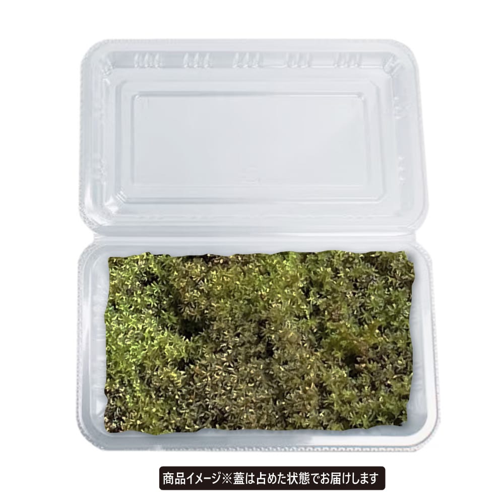 苔 スナゴケ 1パック : 苗木部 花ひろばオンライン - 通販 - Yahoo
