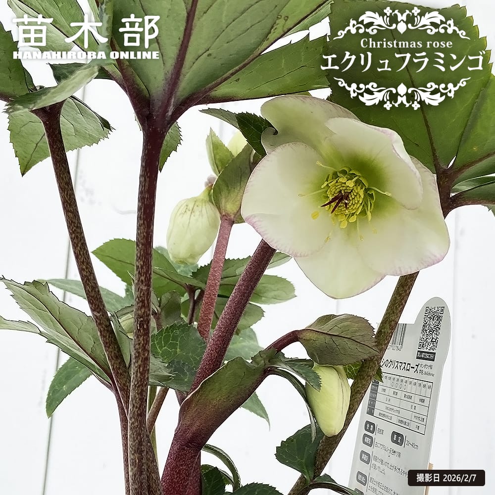 ニゲルハイブリッドエクリュフラミンゴ 一重咲きクリスマスローズ 4.5