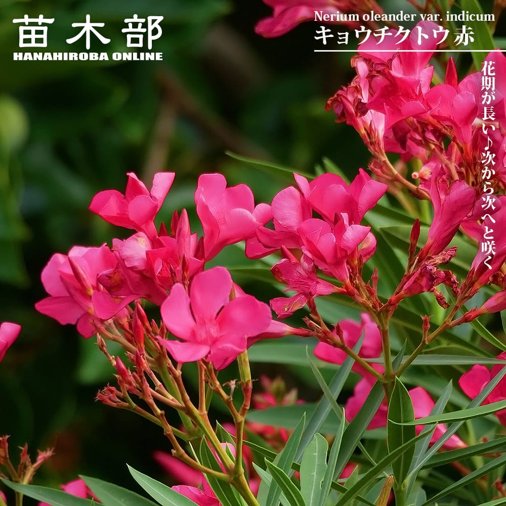 キョウチクトウ 赤 4号ポット苗 爆買いweek : 苗木部 花ひろば