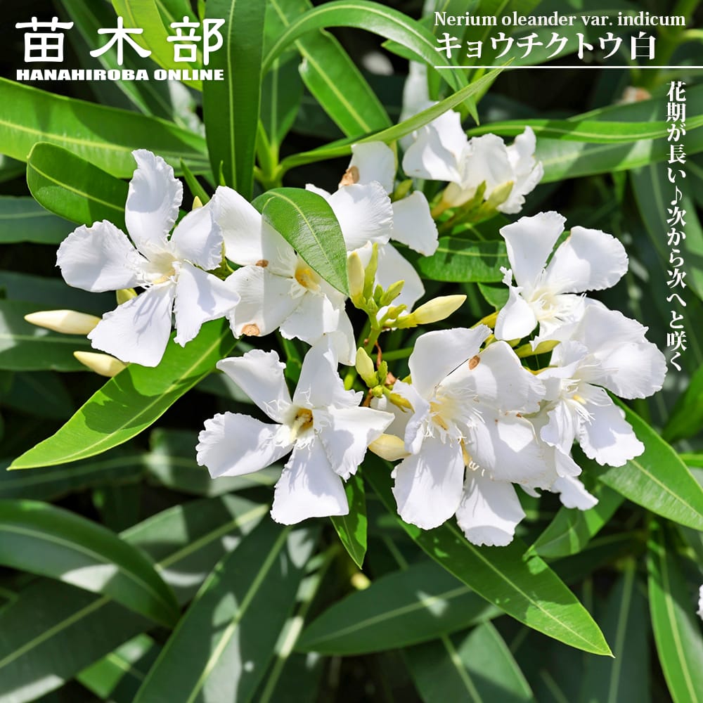 【中古】 白い花の夾竹桃 キョウチクトウ 白 4号ポット苗 爆買いweek : 苗木部 花ひろば