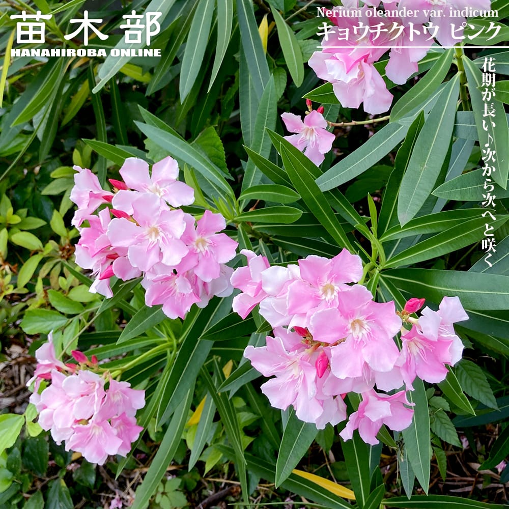 キョウチクトウ ピンク 4号ポット苗 爆買いweek : 苗木部 花ひろば