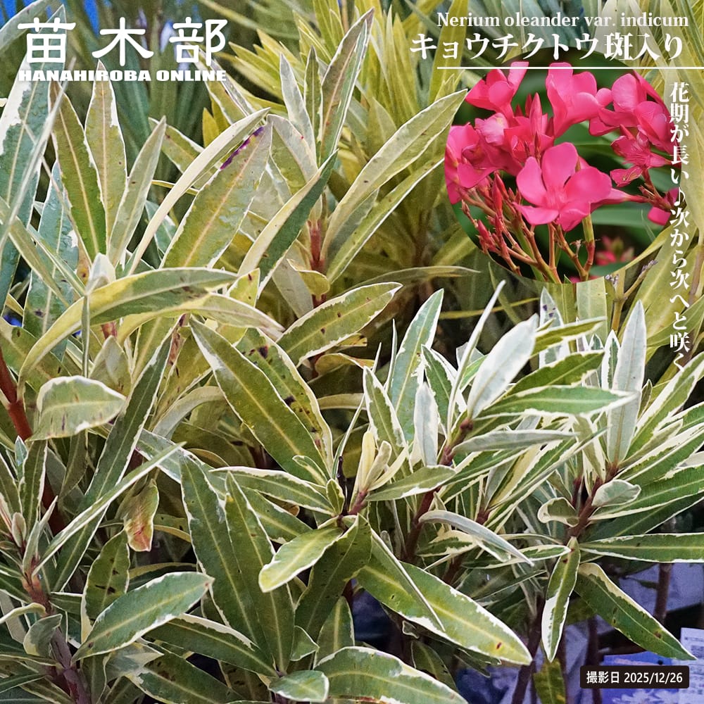 キョウチクトウ 斑入りピンク 4号ポット苗 : 苗木部 花ひろば