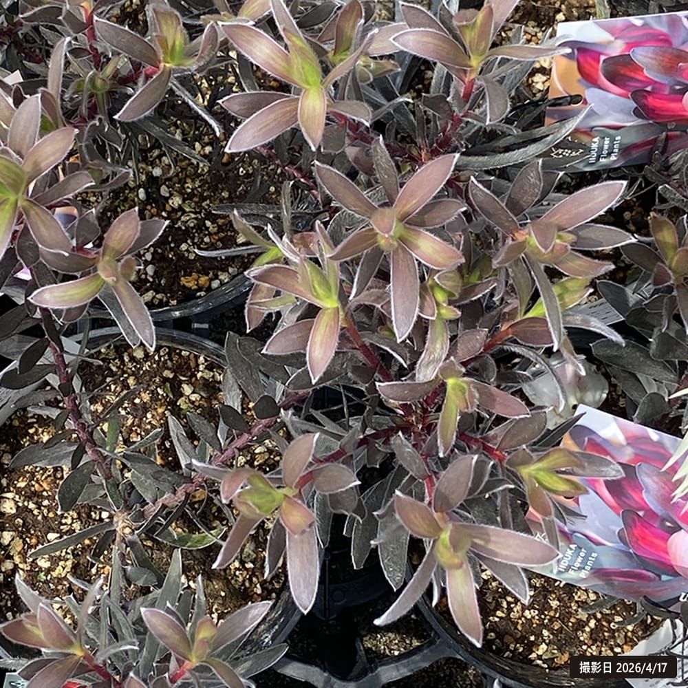 リューカデンドロン デュリフ 5号鉢植え : 苗木部 花ひろばオンライン