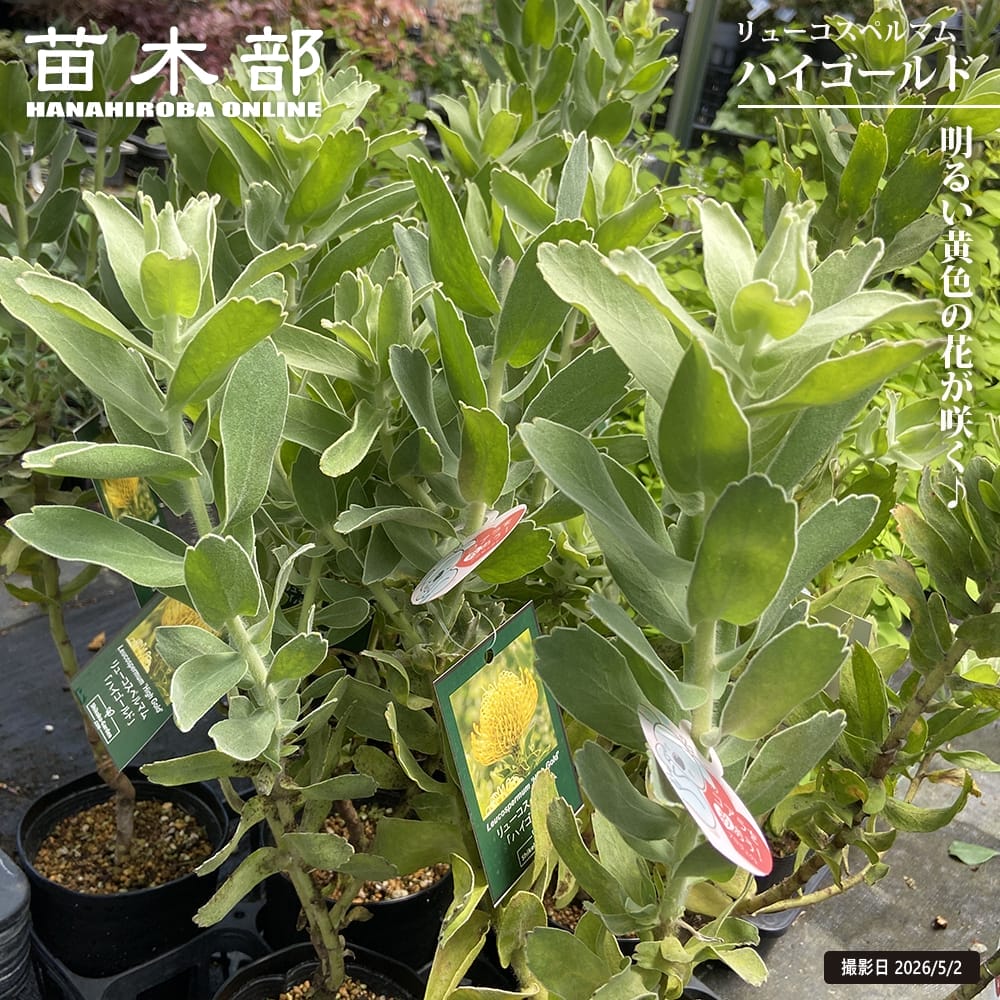 リューコスペルマム ハイゴールド 4.5号鉢植え : 苗木部 花ひろば
