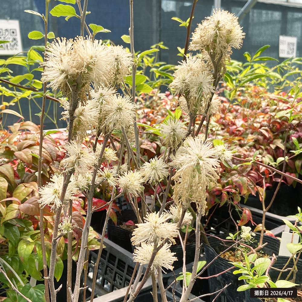 フォッサギラ ブルーシャドー 挿し木 5号ポット苗 庭木 花木 : 苗木部