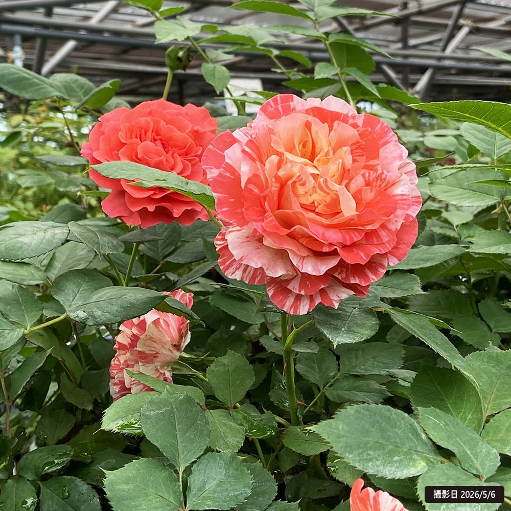 四季咲きバラ クロエ 2年生接木苗 : 苗木部 花ひろばオンライン - 通販