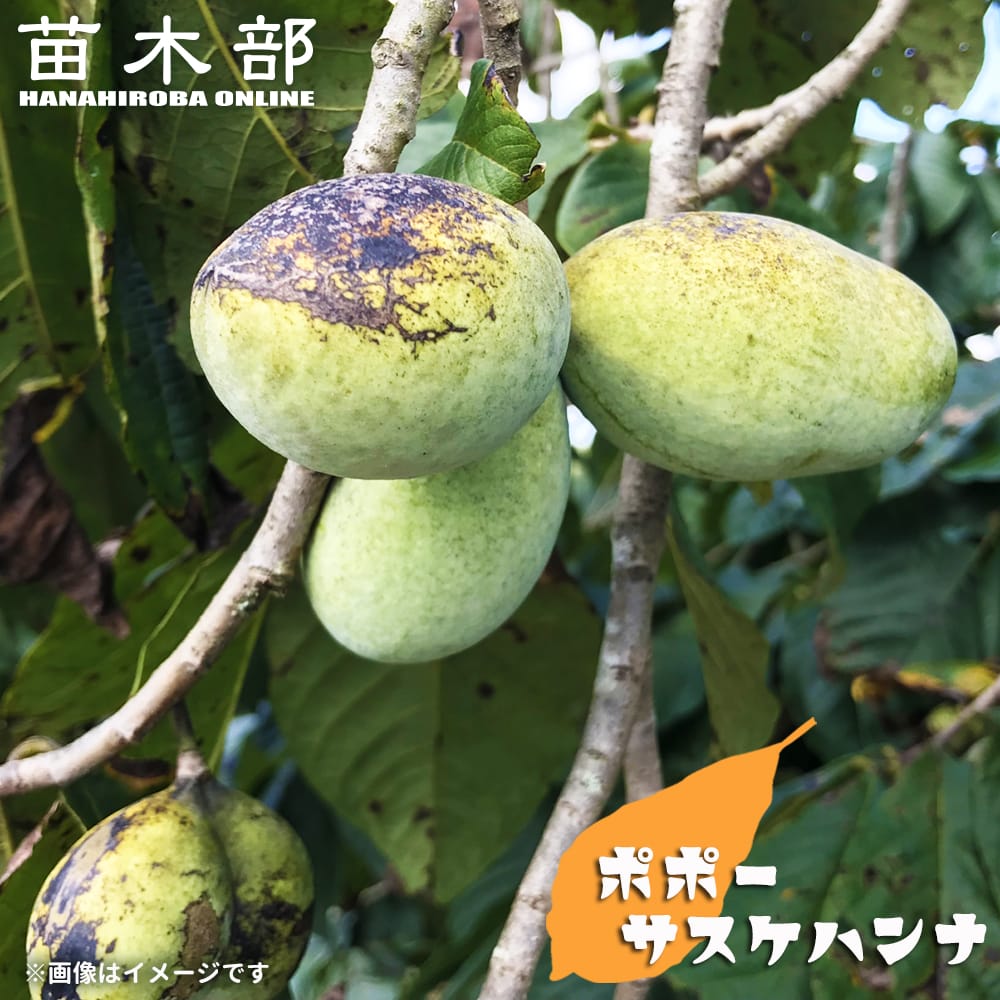 ポポー 苗木 サスケハンナ 1年生接木苗 予約販売10〜11月頃入荷予定