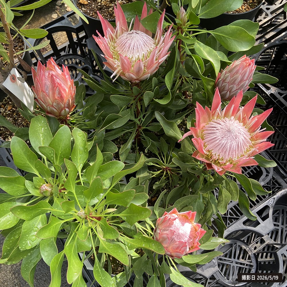 キングプロテア リトルプリンス 5号鉢植え : 苗木部 花ひろば