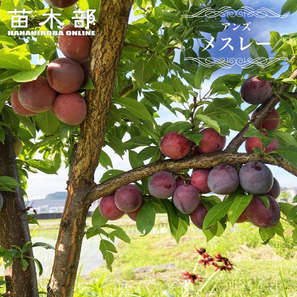 すもも 苗木 メスレー 1年生 接木苗 予約販売11〜12月頃入荷予定