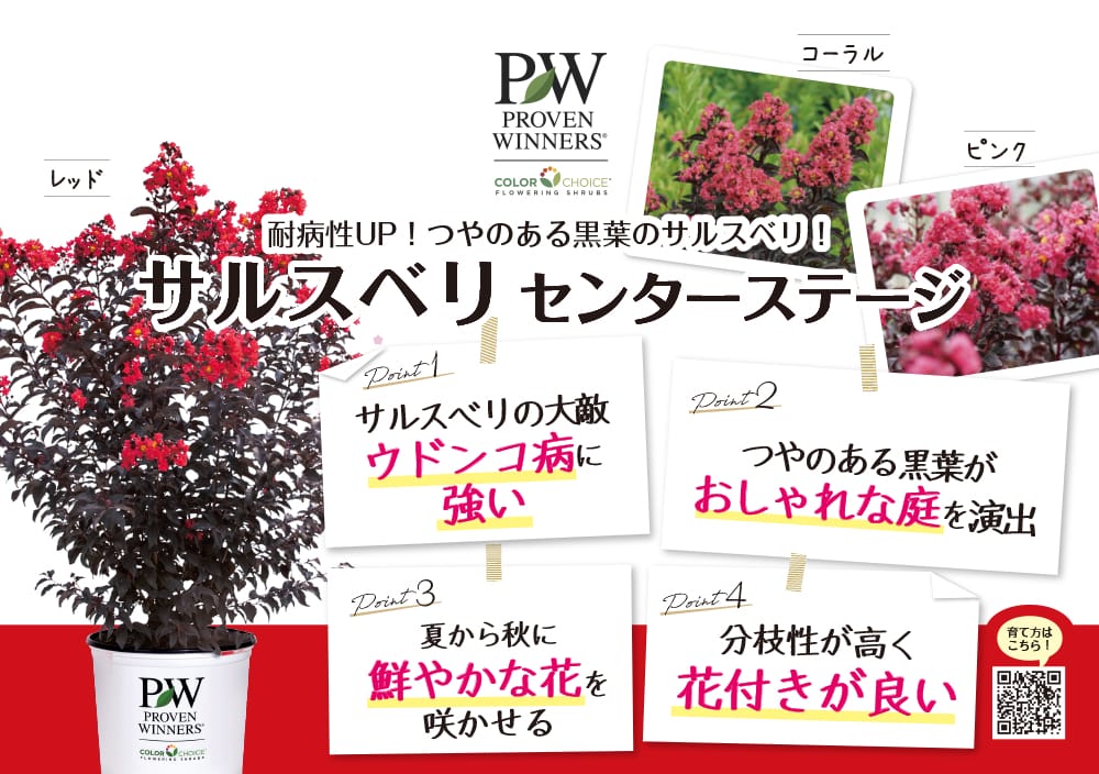 サルスベリ センターステージピンク 3.5号ポット苗（PW) 出願予定品種