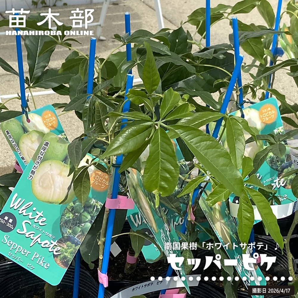 ホワイトサポテ セッパー ピケ 1年生 5号ポット苗 : 苗木部 花ひろば