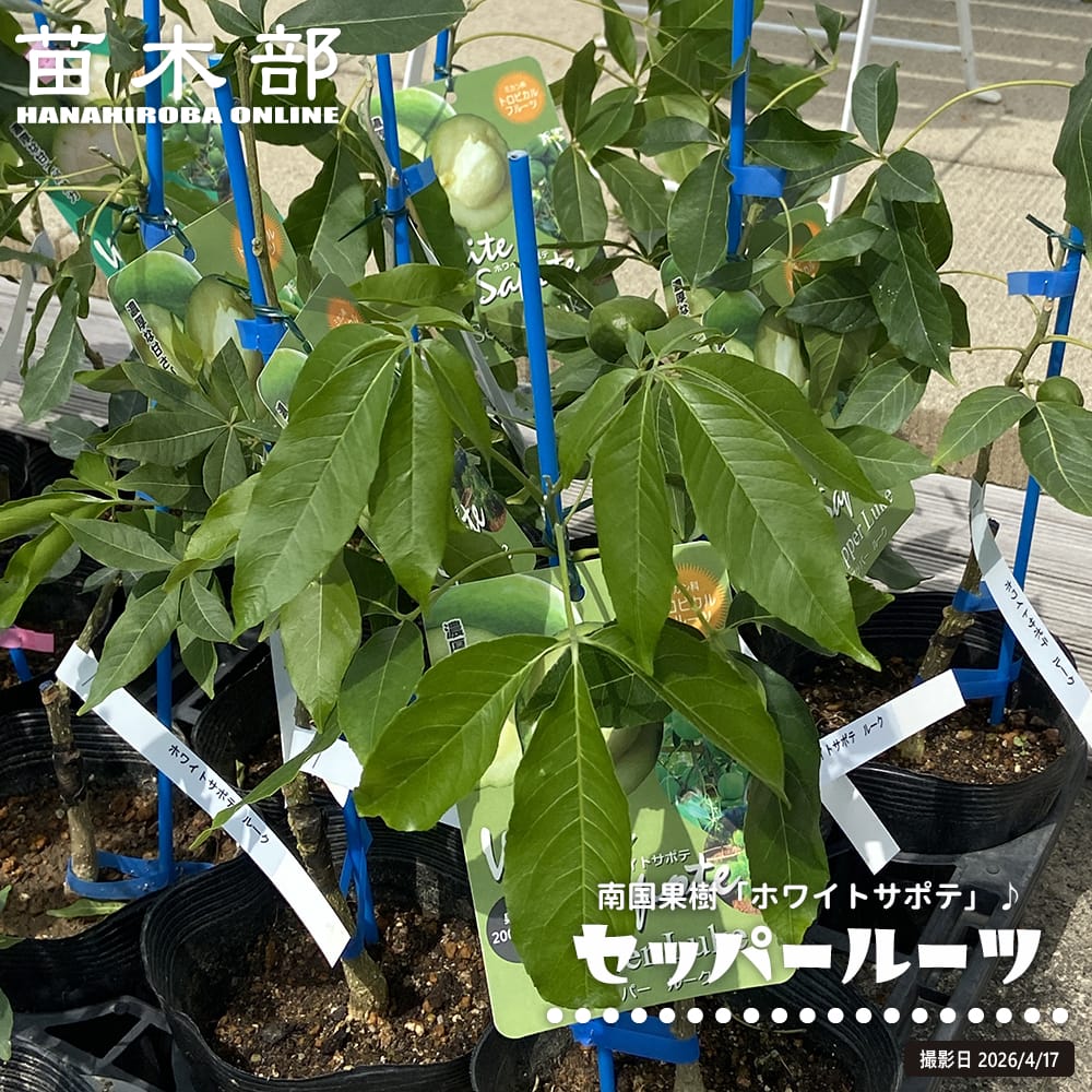 ホワイトサポテ セッパー ルーク 1年生 5号ポット苗 : 苗木部 花ひろば