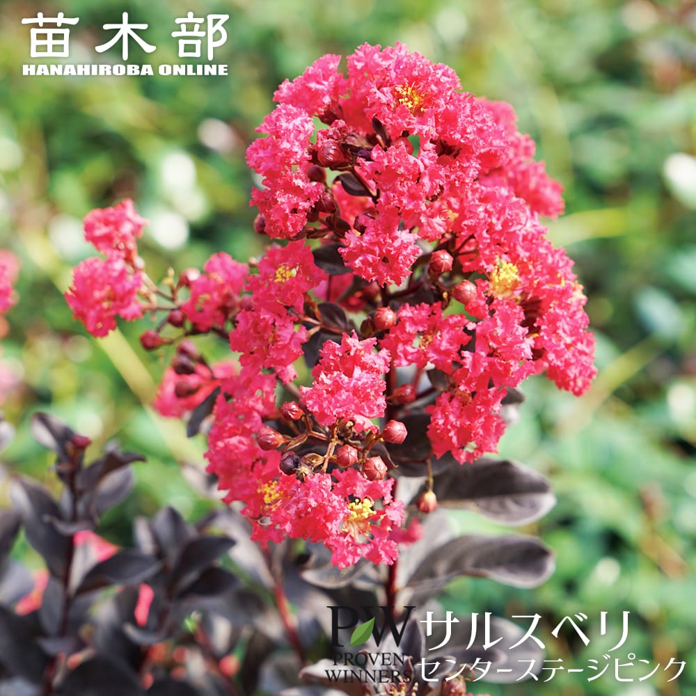 多肉☆ピンクナーシサス・大株・カット苗 Amazon.co.jp: D！！多肉植物 ピンクシャイニング 特大 レア苗 韓国苗