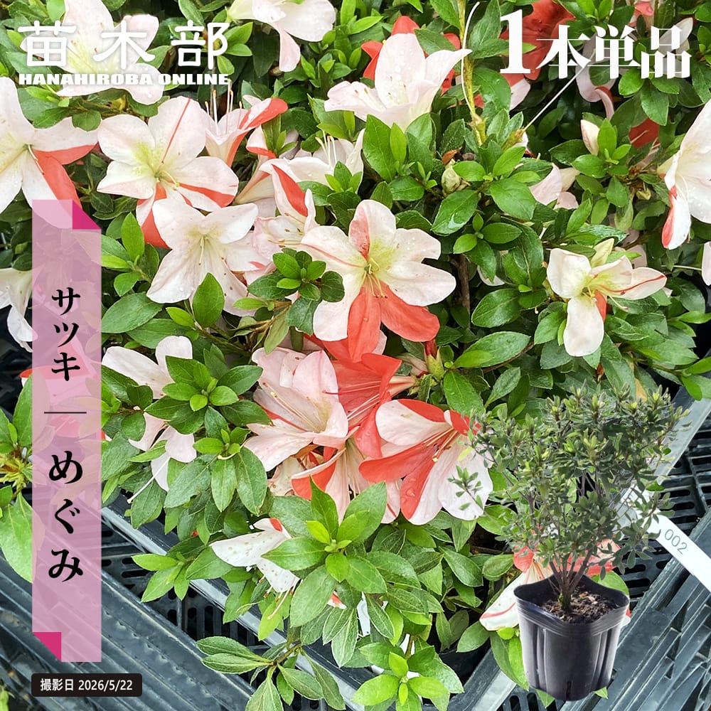 さつき 苗 めぐみ 4号ポット苗 : 苗木部 花ひろばオンライン - 通販