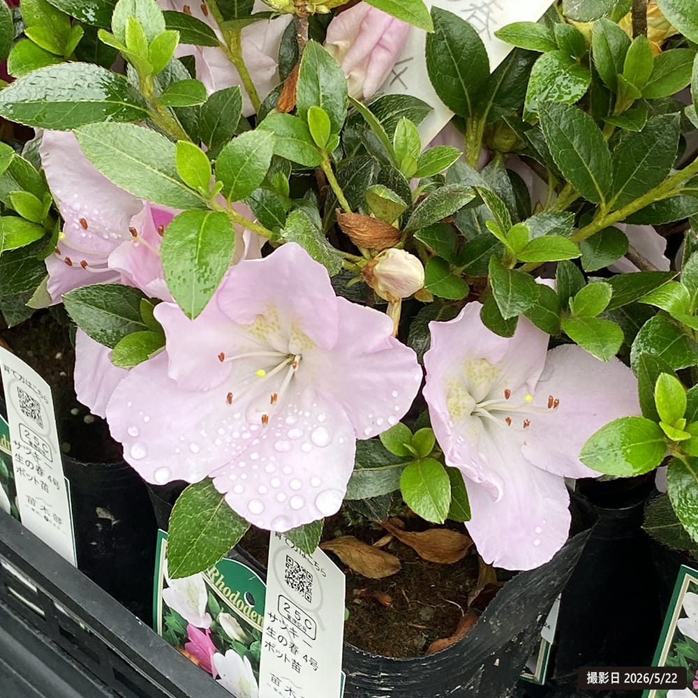さつき 苗 一生の春 4号ポット苗 : 苗木部 花ひろばオンライン - 通販