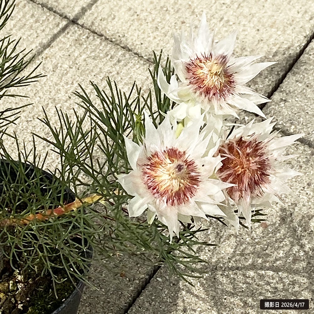 セルリア フロリダ スパーブ ブラッシュ 5号鉢植え : 苗木部 花ひろば