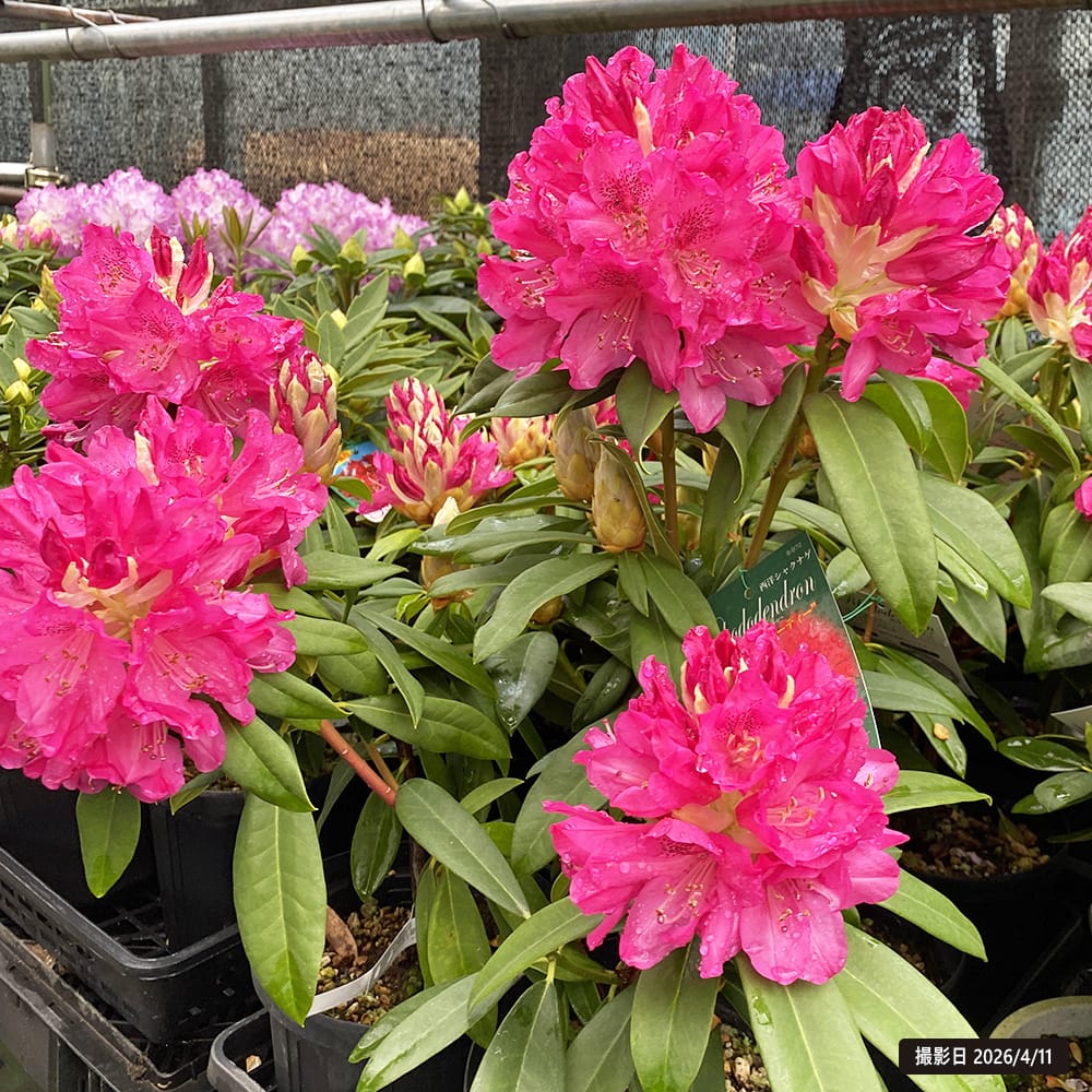 西洋シャクナゲ 太陽 5号鉢植え : 苗木部 花ひろばオンライン - 通販