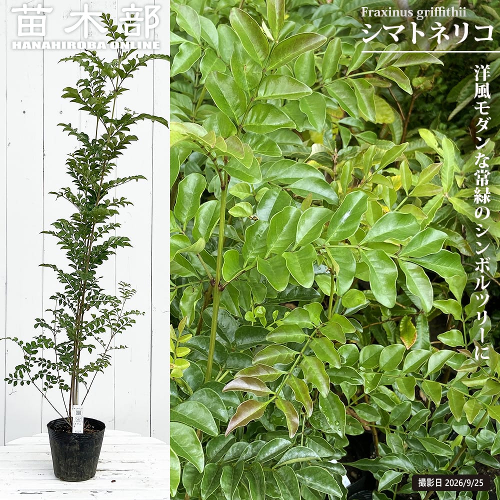 シマトネリコ 5号ポット苗 : 苗木部 花ひろばオンライン - 通販