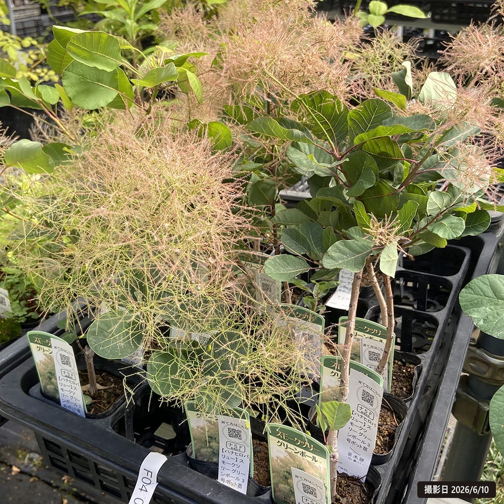 スモークツリー グリーンボール 3ポット苗 煙の木 : 苗木部 花ひろば