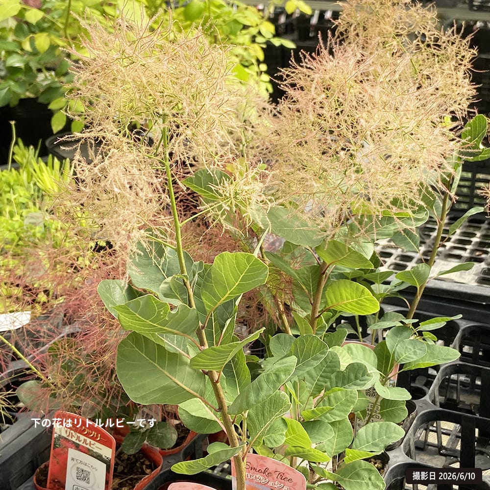 スモークツリー ロゼシュシュ 3号ポット苗 : 苗木部 花ひろば