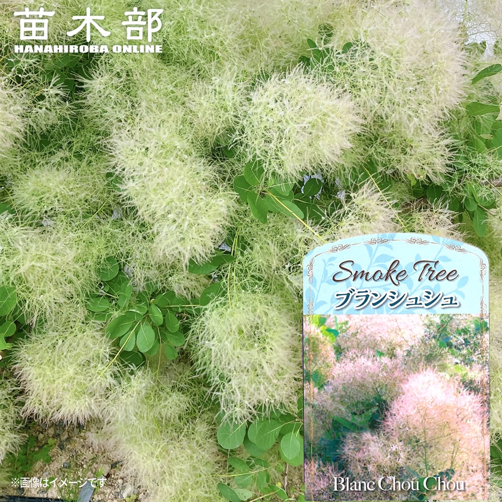 スモークツリー ブランシュシュ 3号ポット苗 : 苗木部 花ひろば