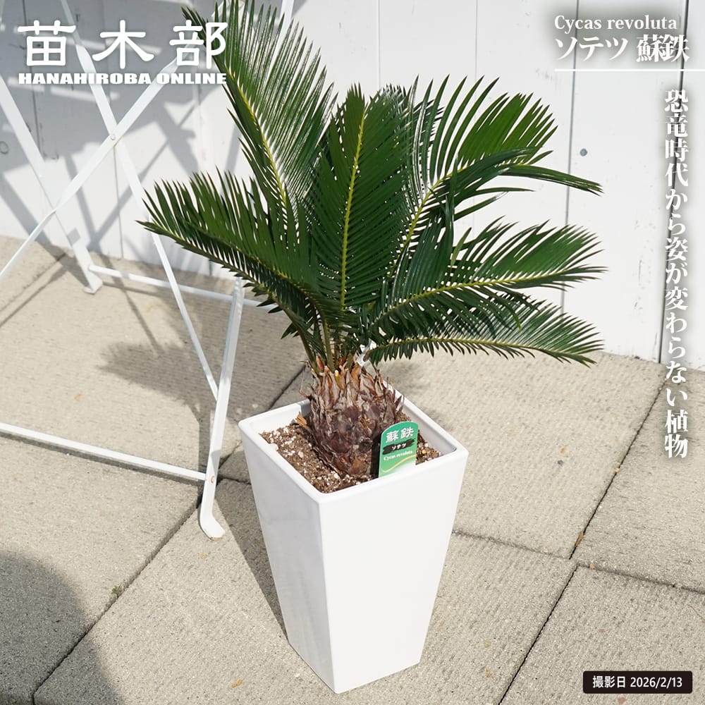ソテツ (蘇鉄) 6号 白陶器鉢 鉢植え : 苗木部 花ひろばオンライン