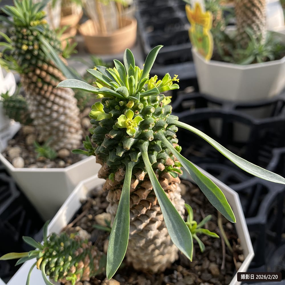 ソテツキリン（蘇鉄麒麟）パイナップルコーン 4号鉢植え 爆買いweek