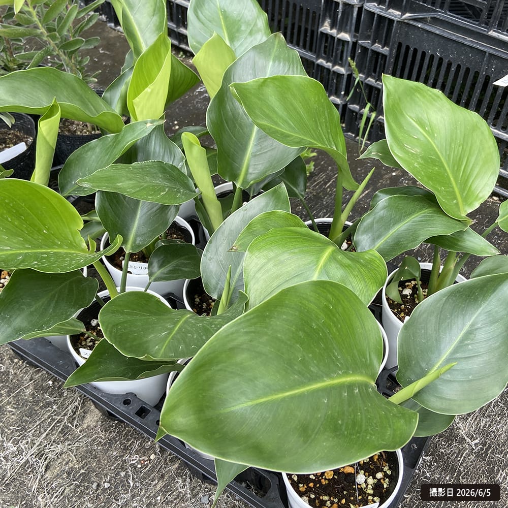 ストレリチア（ストレチア） オーガスタ 4号白鉢植え : 苗木部 花