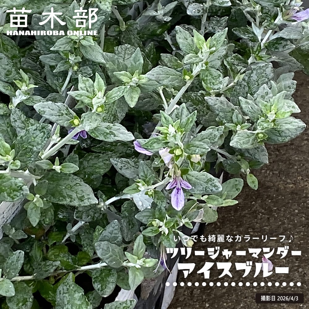 ツリージャーマンダー アイスブルー 3号ポット苗 : 苗木部 花ひろば