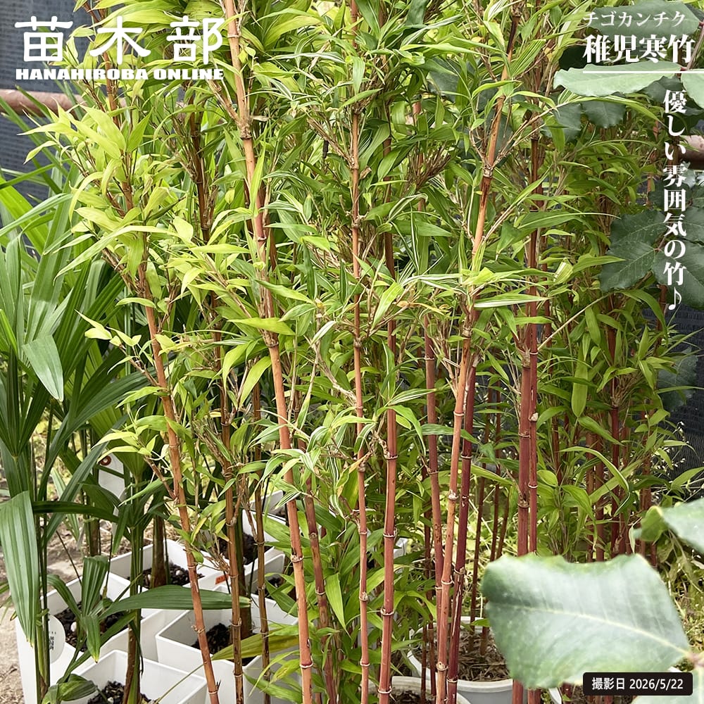 チゴカンチク （稚児寒竹） 6号鉢植え : 苗木部 花ひろばオンライン