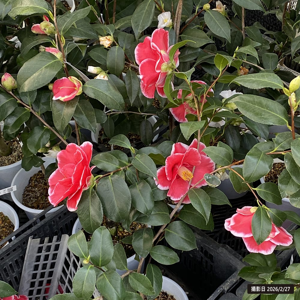 椿 苗 玉ありあけ 接木 白鉢植え 開花2〜3月 : 苗木部 花ひろば