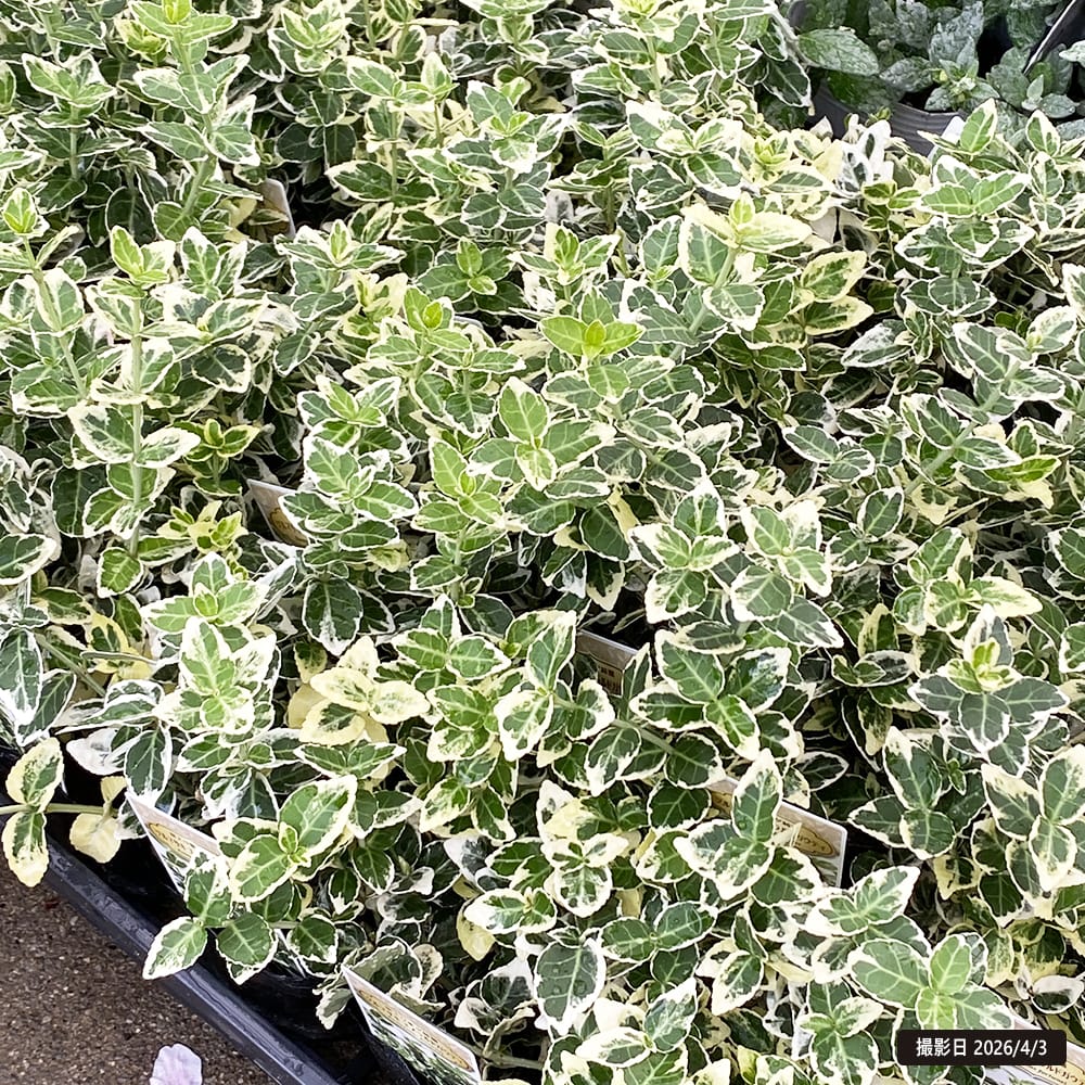 ツルマサキ エメラルドガイティ 2.5号ポット苗 爆買いweek : 苗木部 花