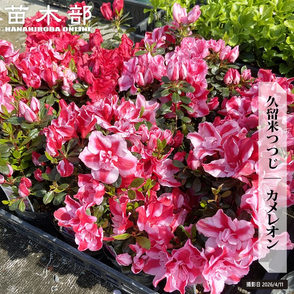 久留米ツツジ カメレオン 3.5号ポット苗 爆買いweek : 苗木部 花ひろば