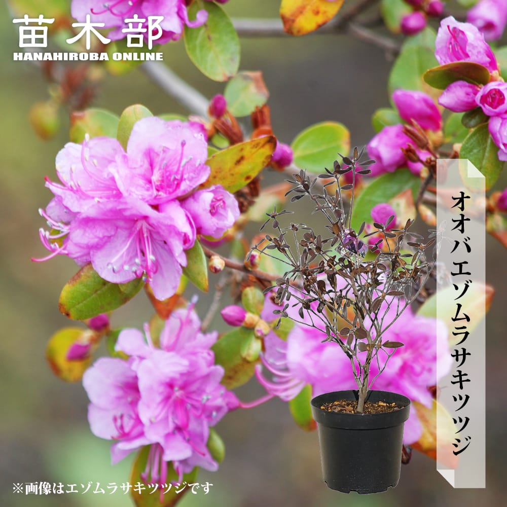 ツツジ オオバエゾムラサキツツジPGM 8号鉢植え : 苗木部 花ひろば