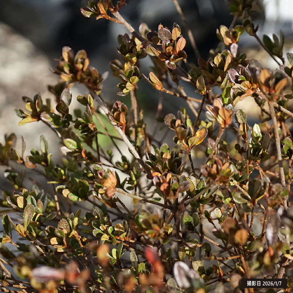 12495544_tsutsuji-r043-02.jpg